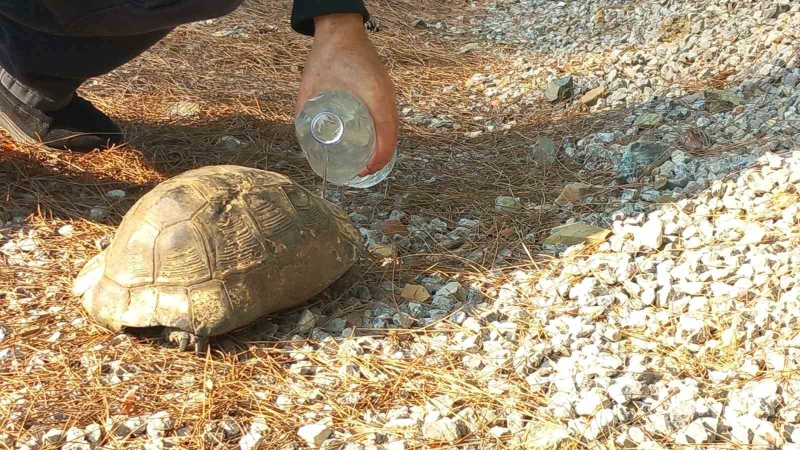 Kaplumbağa Alevlerden Kaçtı, Güvenli Yuvasına Kavuştu